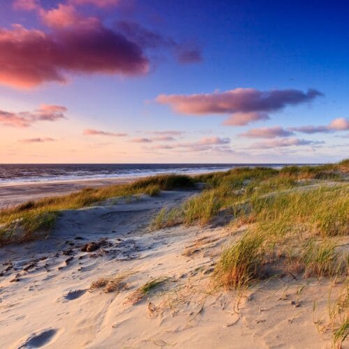 Sand dunes and beach grass on the North Sea coast near Bergen at sunset