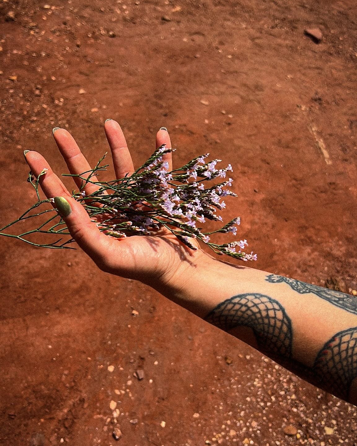 Clara Rêgo holds a sprig of sea lavender over red earth
