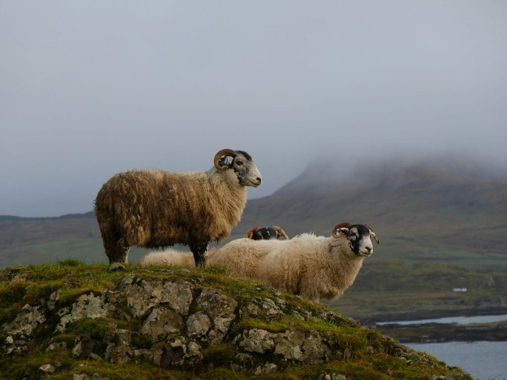 Two horned sheep with brown and white fleece resting on rocks in mist