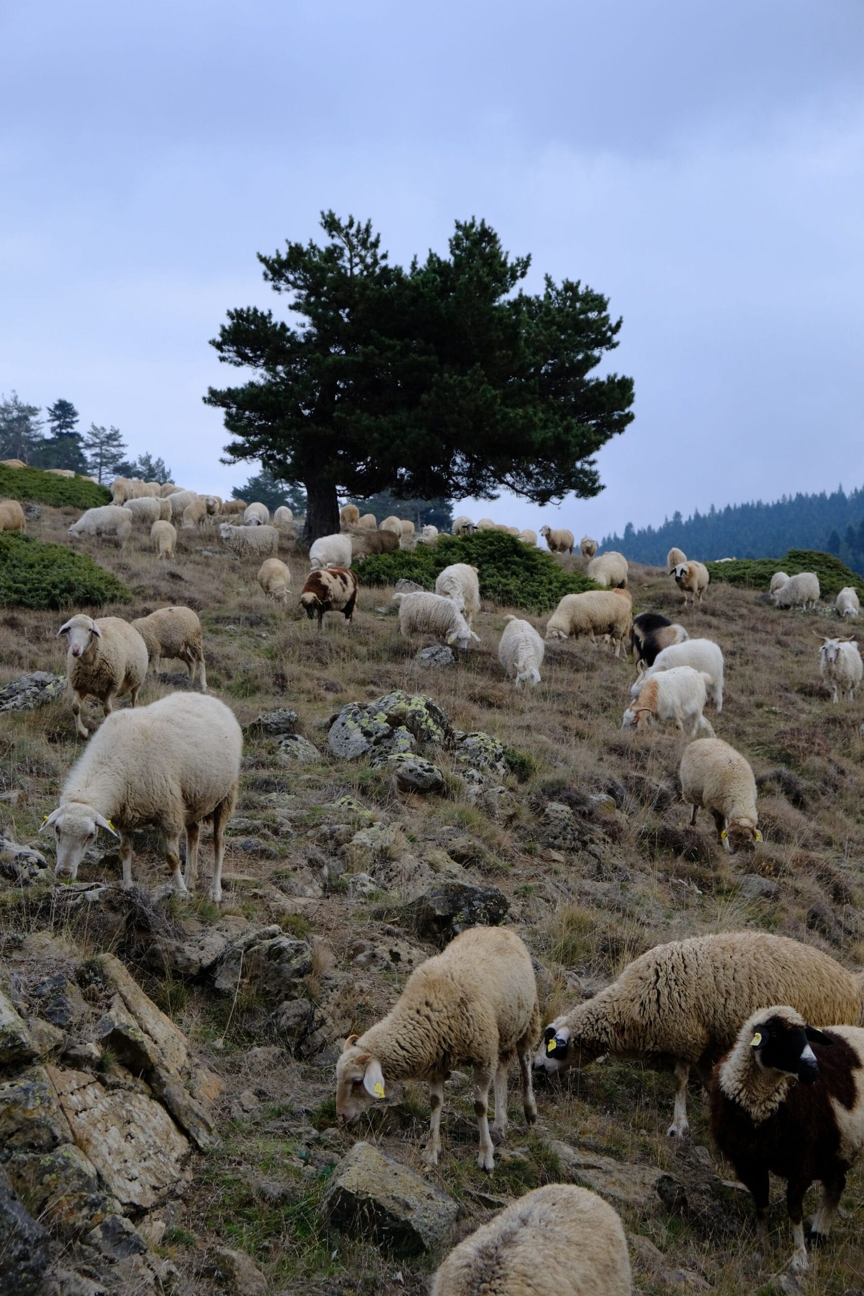Portuguese Wool and the Yarn We Knit With