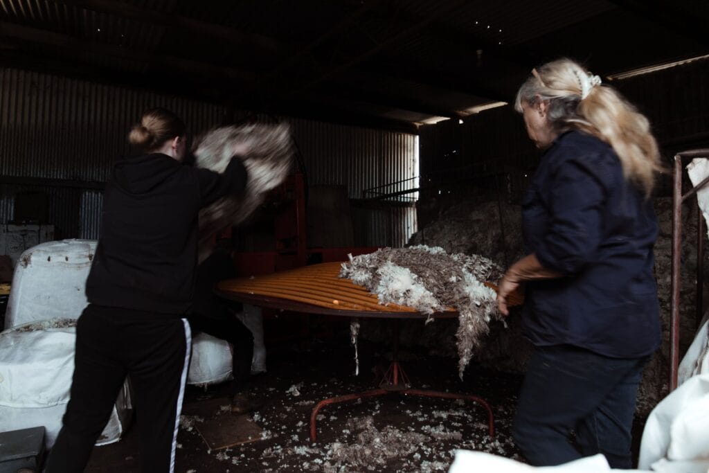 Sorting raw sheep fleece by hand in a barn